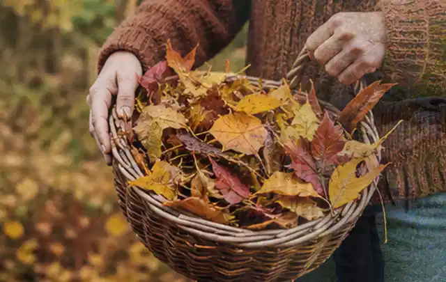 Person sammelt farbiges Herbstlaub in einem geflochtenen Gartenkorb; Thema Rollrasen, Schwerpunkt Sommerpflege; Ausgangslage.