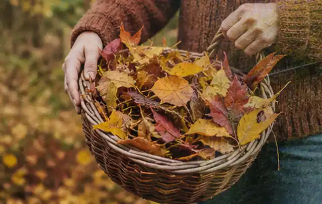 Person sammelt farbiges Herbstlaub in einem geflochtenen Gartenkorb; Thema Rollrasen, Schwerpunkt Unkraut; Ergebnis.