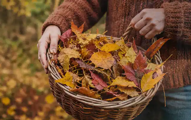 Person sammelt farbiges Herbstlaub in einem geflochtenen Gartenkorb; Thema Rollrasen, Schwerpunkt Vertikutieren; Kontrolle.