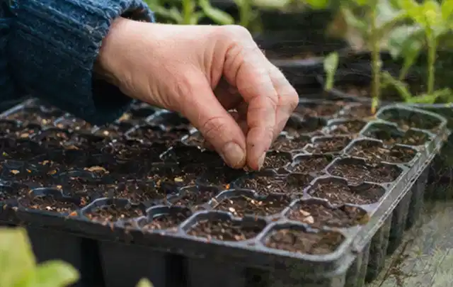 Hand legt einzelne Samen in vorbereitete Anzuchtschalen mit lockerer Erde; Thema Rosen, Schwerpunkt Bewässerung; Ausgangslage.