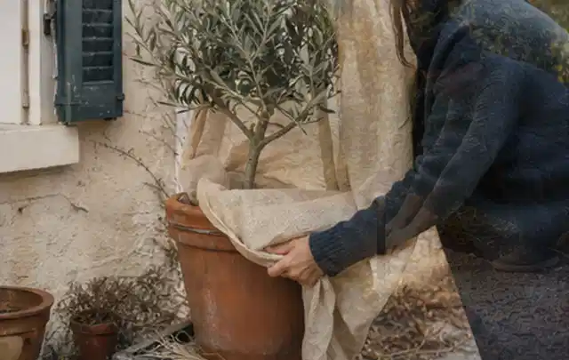 Person umhüllt eine mediterrane Kübelpflanze mit atmungsaktivem Winterschutz; Thema Rosen, Schwerpunkt Bewässerung; Kontrolle.