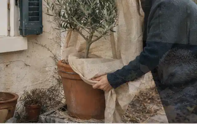 Person umhüllt eine mediterrane Kübelpflanze mit atmungsaktivem Winterschutz; Thema Rosen, Schwerpunkt Boden; Ergebnis.