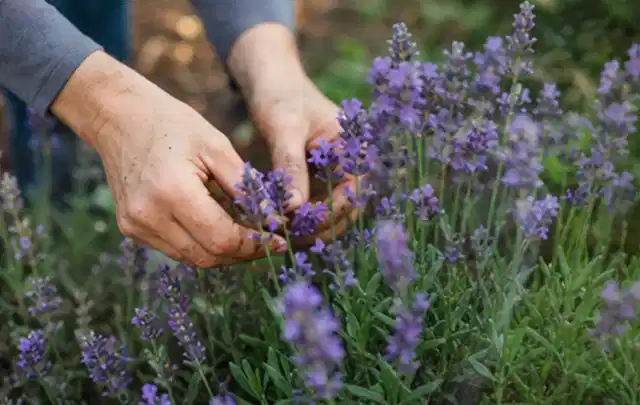 Hände pflegen blühenden Lavendel in einem natürlich angelegten Gartenbeet; Thema Rosen, Schwerpunkt Boden; Praxisalltag.