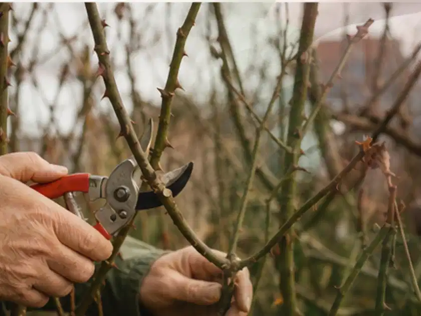 Hände schneiden einen älteren Rosenstrauch mit einer sauberen Gartenschere; Thema Rosen, Schwerpunkt Einsteigerwissen; Titelbild.