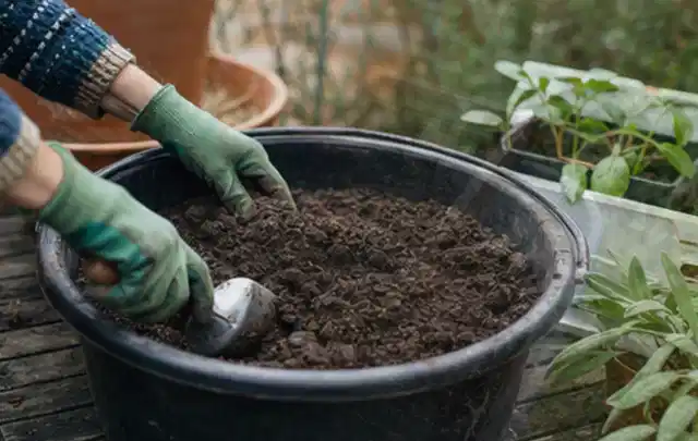 Behandschuhte Hände bereiten lockere Pflanzerde in einem großen Kübel vor; Thema Rosen, Schwerpunkt Einsteigerwissen; Kontrolle.