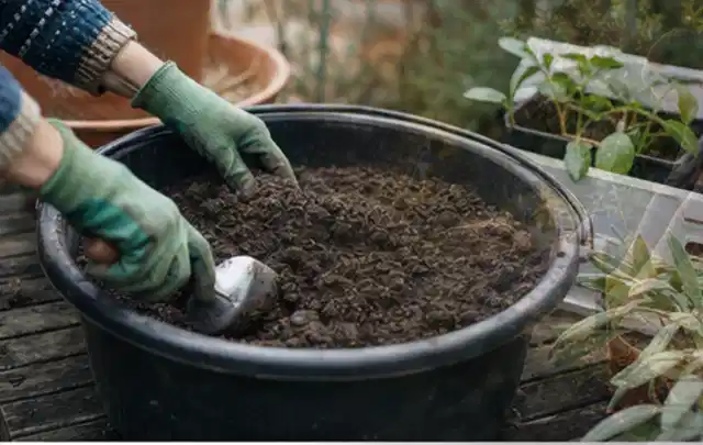 Behandschuhte Hände bereiten lockere Pflanzerde in einem großen Kübel vor; Thema Rosen, Schwerpunkt Gartenpraxis; Praxisalltag.