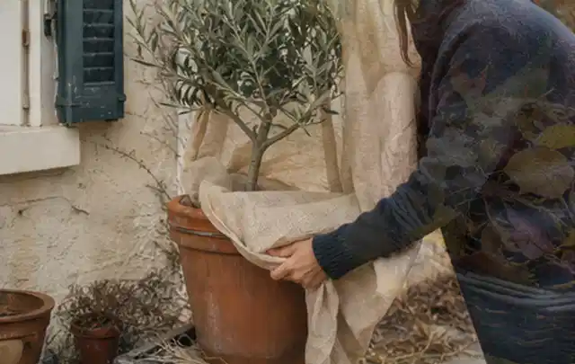 Person umhüllt eine mediterrane Kübelpflanze mit atmungsaktivem Winterschutz; Thema Rosen, Schwerpunkt Jahrespflege; Umsetzung.