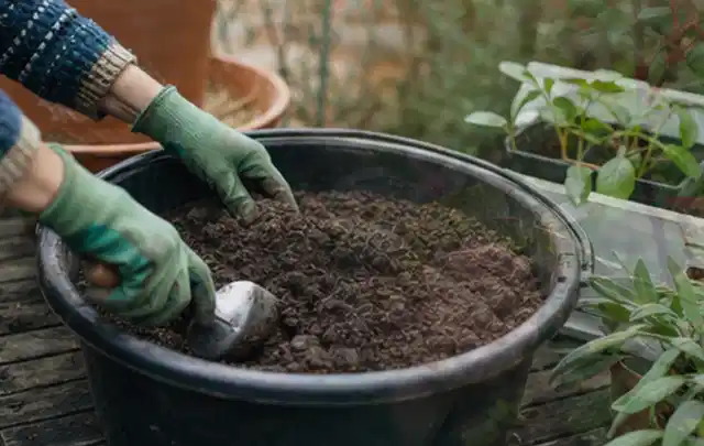 Behandschuhte Hände bereiten lockere Pflanzerde in einem großen Kübel vor; Thema Rosen, Schwerpunkt Kaufberatung; Ausgangslage.