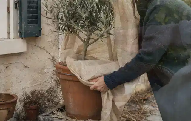 Person umhüllt eine mediterrane Kübelpflanze mit atmungsaktivem Winterschutz; Thema Rosen, Schwerpunkt Kaufberatung; Umsetzung.