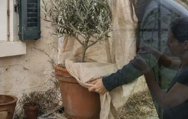 Person umhüllt eine mediterrane Kübelpflanze mit atmungsaktivem Winterschutz; Thema Rosen, Schwerpunkt Pflanzengesundheit; Kontrolle.