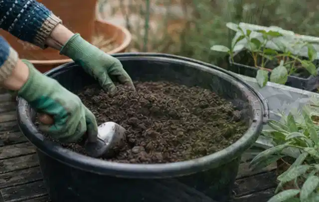 Behandschuhte Hände bereiten lockere Pflanzerde in einem großen Kübel vor; Thema Rosen, Schwerpunkt Pflanzengesundheit; Ergebnis.