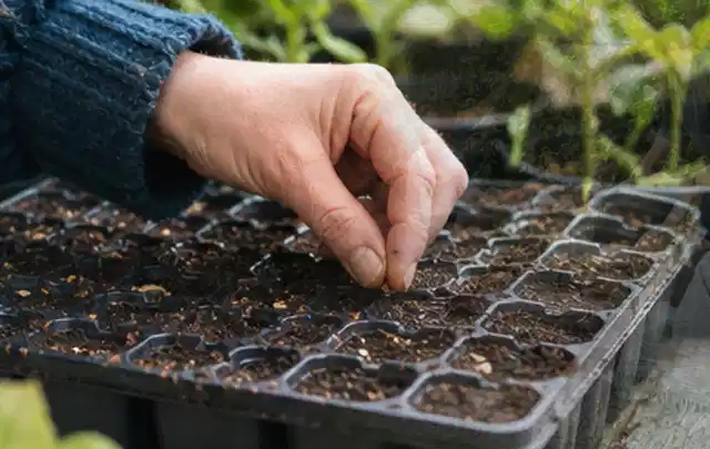 Hand legt einzelne Samen in vorbereitete Anzuchtschalen mit lockerer Erde; Thema Rosen, Schwerpunkt Pflanzenschutz; Ergebnis.