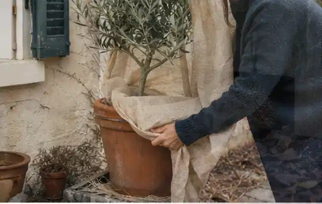 Person umhüllt eine mediterrane Kübelpflanze mit atmungsaktivem Winterschutz; Thema Rosen, Schwerpunkt Pflanzpartner; Ergebnis.