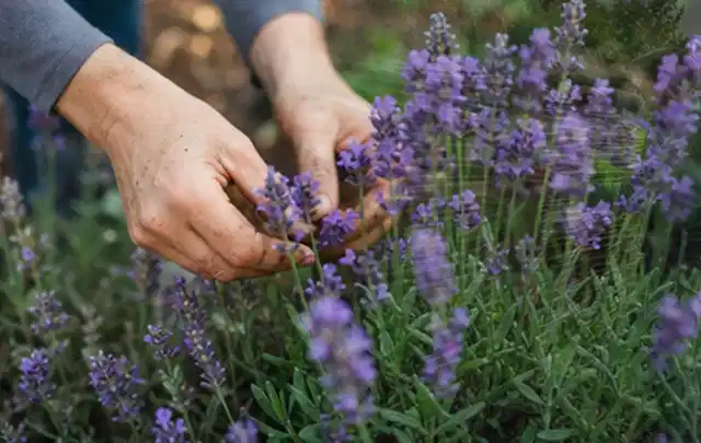 Hände pflegen blühenden Lavendel in einem natürlich angelegten Gartenbeet; Thema Rosen, Schwerpunkt Rückschnitt; Umsetzung.