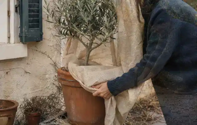 Person umhüllt eine mediterrane Kübelpflanze mit atmungsaktivem Winterschutz; Thema Rosen, Schwerpunkt Standort; Ausgangslage.