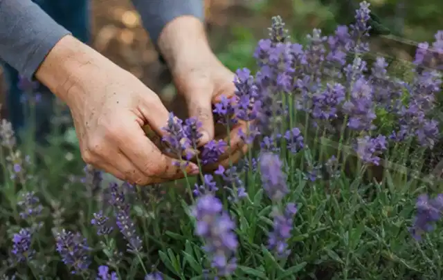 Hände pflegen blühenden Lavendel in einem natürlich angelegten Gartenbeet; Thema Rosen, Schwerpunkt Standort; Umsetzung.