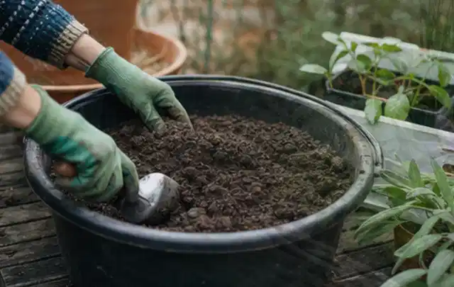 Behandschuhte Hände bereiten lockere Pflanzerde in einem großen Kübel vor; Thema Rosen, Schwerpunkt Standort; Kontrolle.