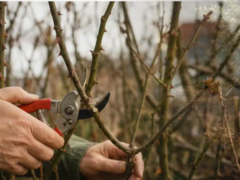 Hände schneiden einen älteren Rosenstrauch mit einer sauberen Gartenschere; Thema Rosen, Schwerpunkt Topfkultur; Titelbild.