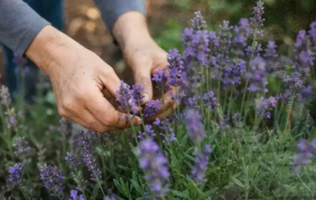 Hände pflegen blühenden Lavendel in einem natürlich angelegten Gartenbeet; Thema Rosen, Schwerpunkt Topfkultur; Kontrolle.