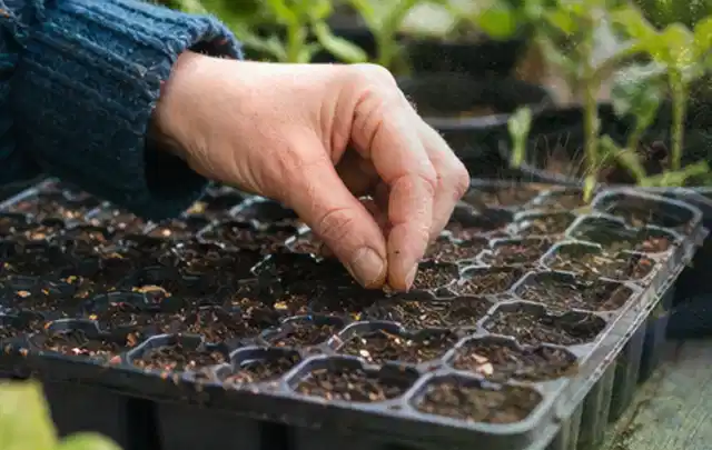 Hand legt einzelne Samen in vorbereitete Anzuchtschalen mit lockerer Erde; Thema Rosen, Schwerpunkt Topfkultur; Praxisalltag.