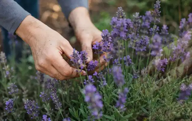 Hände pflegen blühenden Lavendel in einem natürlich angelegten Gartenbeet; Thema Rosen, Schwerpunkt Vermehrung; Kontrolle.