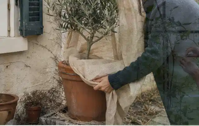 Person umhüllt eine mediterrane Kübelpflanze mit atmungsaktivem Winterschutz; Thema Rosen, Schwerpunkt Wachstum; Umsetzung.