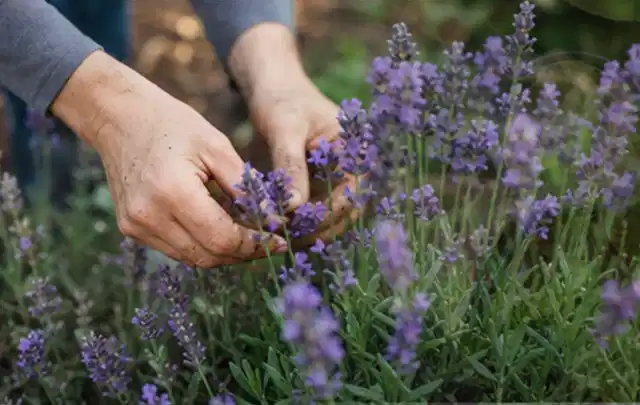 Hände pflegen blühenden Lavendel in einem natürlich angelegten Gartenbeet; Thema Rosen, Schwerpunkt Wachstum; Kontrolle.