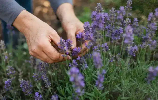 Hände pflegen blühenden Lavendel in einem natürlich angelegten Gartenbeet; Thema Rosen, Schwerpunkt Winterpflege; Ausgangslage.