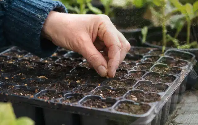 Hand legt einzelne Samen in vorbereitete Anzuchtschalen mit lockerer Erde; Thema Rosen, Schwerpunkt Winterpflege; Umsetzung.