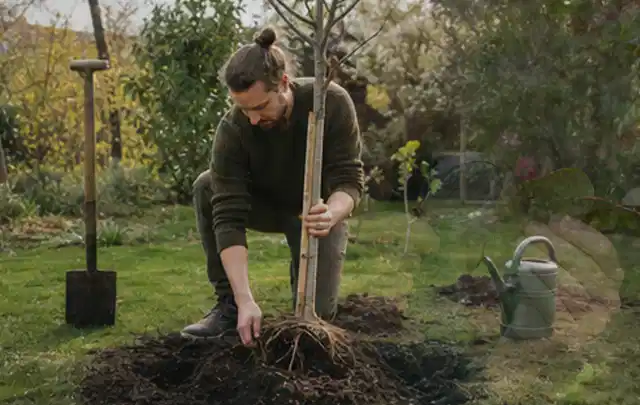 Person setzt einen jungen Zierbaum in ein vorbereitetes Pflanzloch im Garten; Thema Rosen, Schwerpunkt Winterpflege; Kontrolle.