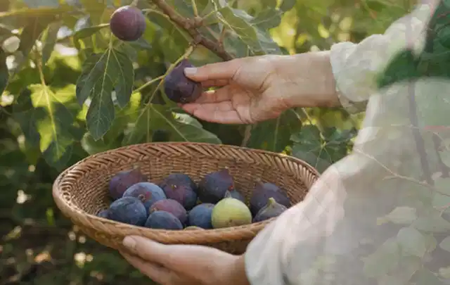 Hand pflückt eine reife Feige über einem flachen Korb mit Früchten; Thema Rosmarin, Schwerpunkt Anbau; Ausgangslage.