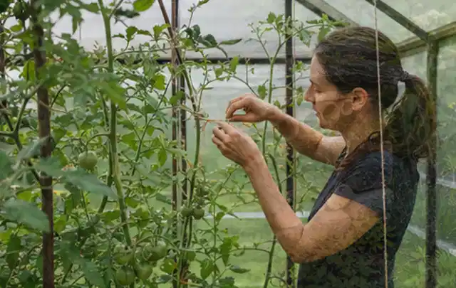 Person bindet junge Tomatentriebe in einem privaten Gewächshaus vorsichtig an; Thema Rosmarin, Schwerpunkt Anbau; Umsetzung.