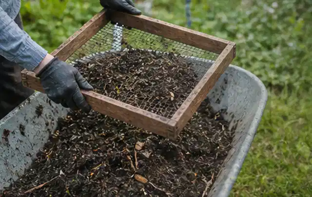Behandschuhte Hände sieben reifen Kompost über einer Gartenschubkarre; Thema Rosmarin, Schwerpunkt Anbau; Praxisalltag.