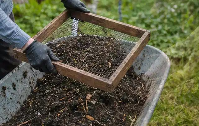 Behandschuhte Hände sieben reifen Kompost über einer Gartenschubkarre; Thema Rosmarin, Schwerpunkt Aussaat; Ausgangslage.