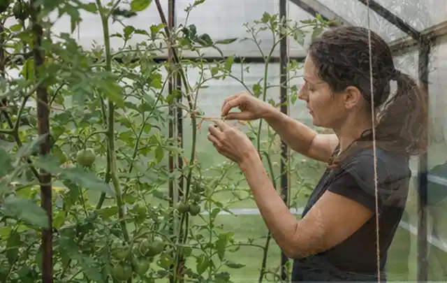 Person bindet junge Tomatentriebe in einem privaten Gewächshaus vorsichtig an; Thema Rosmarin, Schwerpunkt Balkongarten; Ausgangslage.