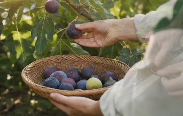 Hand pflückt eine reife Feige über einem flachen Korb mit Früchten; Thema Rosmarin, Schwerpunkt Bewässerung; Ausgangslage.