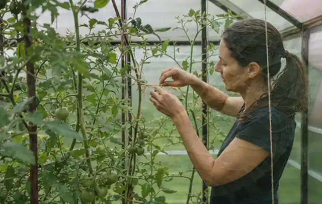Person bindet junge Tomatentriebe in einem privaten Gewächshaus vorsichtig an; Thema Rosmarin, Schwerpunkt Bewässerung; Umsetzung.