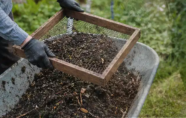Behandschuhte Hände sieben reifen Kompost über einer Gartenschubkarre; Thema Rosmarin, Schwerpunkt Bewässerung; Ergebnis.