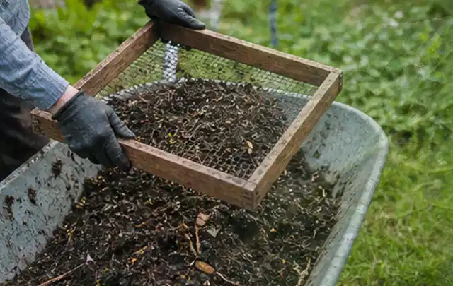 Behandschuhte Hände sieben reifen Kompost über einer Gartenschubkarre; Thema Rosmarin, Schwerpunkt Boden; Umsetzung.