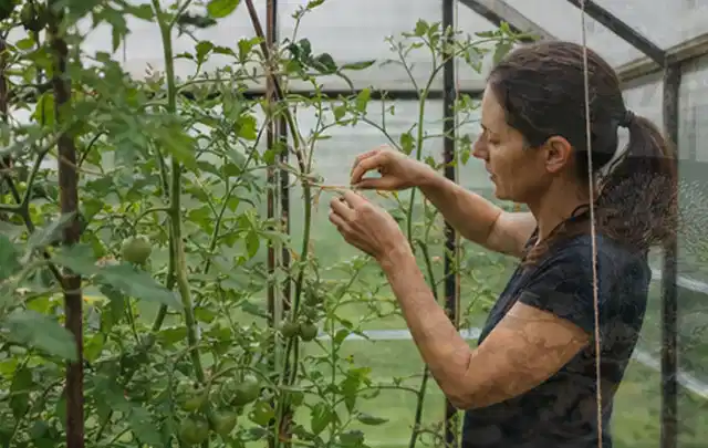 Person bindet junge Tomatentriebe in einem privaten Gewächshaus vorsichtig an; Thema Rosmarin, Schwerpunkt Boden; Praxisalltag.