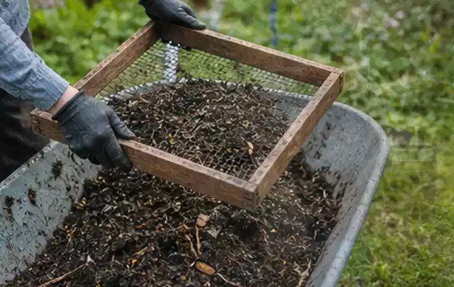 Behandschuhte Hände sieben reifen Kompost über einer Gartenschubkarre; Thema Rosmarin, Schwerpunkt Einsteigerwissen; Kontrolle.