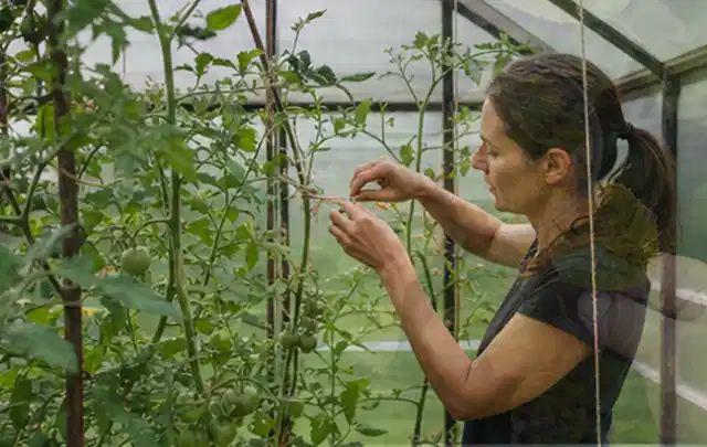 Person bindet junge Tomatentriebe in einem privaten Gewächshaus vorsichtig an; Thema Rosmarin, Schwerpunkt Einsteigerwissen; Ergebnis.
