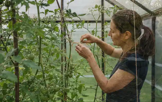 Person bindet junge Tomatentriebe in einem privaten Gewächshaus vorsichtig an; Thema Rosmarin, Schwerpunkt Ernte; Umsetzung.