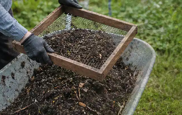Behandschuhte Hände sieben reifen Kompost über einer Gartenschubkarre; Thema Rosmarin, Schwerpunkt Ernteprobleme; Praxisalltag.