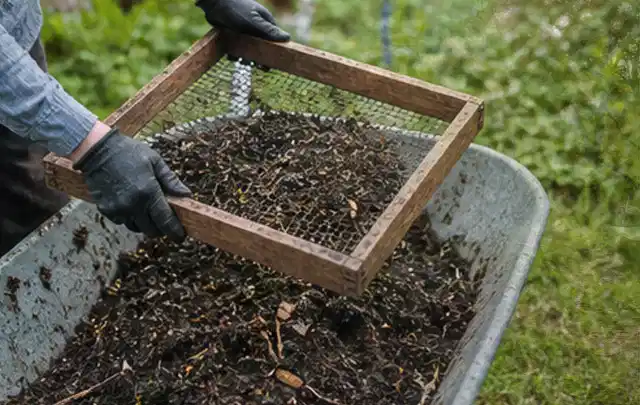Behandschuhte Hände sieben reifen Kompost über einer Gartenschubkarre; Thema Rosmarin, Schwerpunkt Gesundheit; Ergebnis.