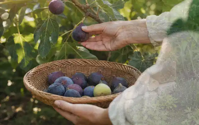 Hand pflückt eine reife Feige über einem flachen Korb mit Früchten; Thema Rosmarin, Schwerpunkt Gewächshaus; Umsetzung.