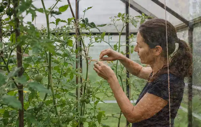 Person bindet junge Tomatentriebe in einem privaten Gewächshaus vorsichtig an; Thema Rosmarin, Schwerpunkt Lagerung; Ausgangslage.