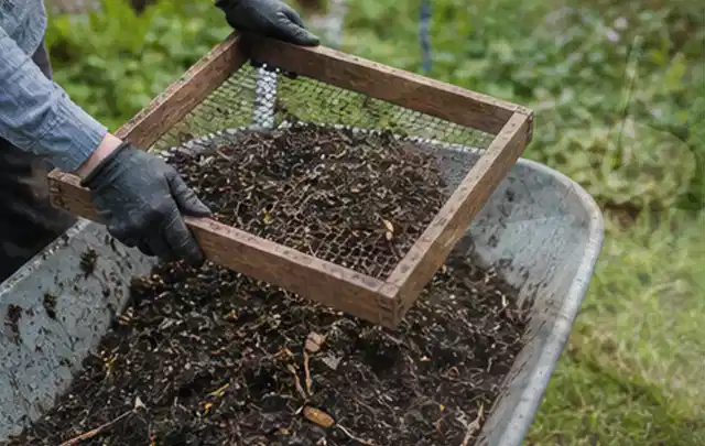 Behandschuhte Hände sieben reifen Kompost über einer Gartenschubkarre; Thema Rosmarin, Schwerpunkt Nährstoffe; Ergebnis.
