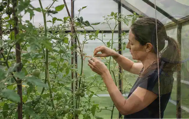 Person bindet junge Tomatentriebe in einem privaten Gewächshaus vorsichtig an; Thema Rosmarin, Schwerpunkt Pflanzenschutz; Kontrolle.