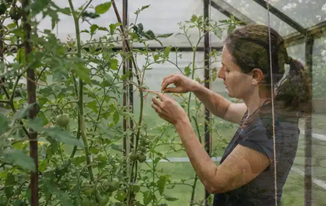 Person bindet junge Tomatentriebe in einem privaten Gewächshaus vorsichtig an; Thema Rosmarin, Schwerpunkt Pflanzung; Kontrolle.